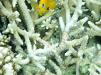Snorkeling Elkhorn Coral & Yellow Tang